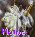home.gif