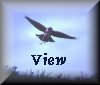view.gif