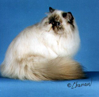 Tortie Point Himalayan Cat