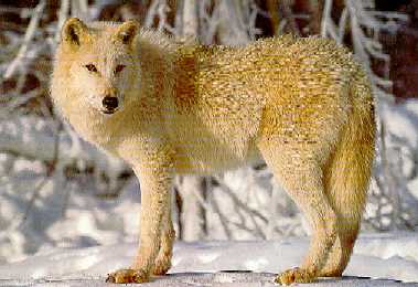 wolf.jpg