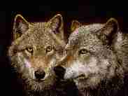 Wolf01.jpg