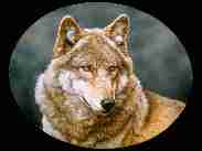 Wolf08.jpg