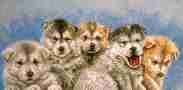 Wolf09.jpg