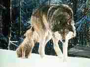 Wolf11.jpg