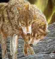 Wolf19.jpg