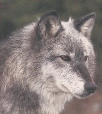 wolfie.jpg
