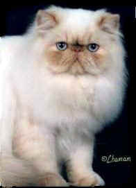 HImalayan Cat