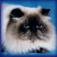 Seal Point HImalayan Cat
