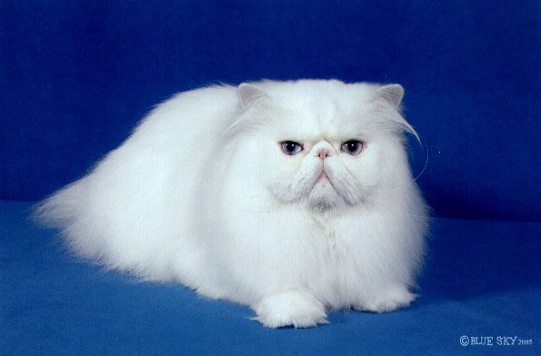 White Persian