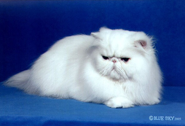 White Persian