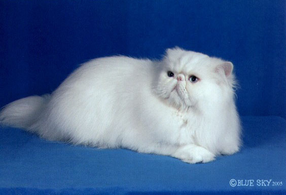 White Persian