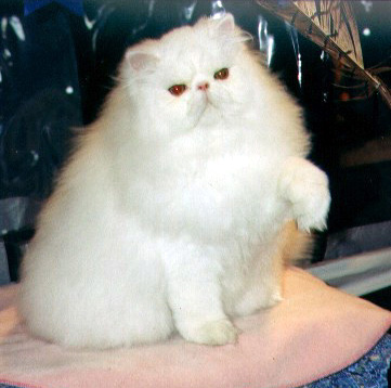 White Persian