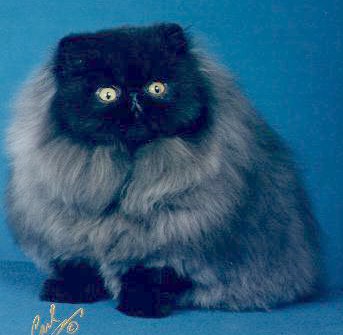 Black Persian