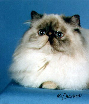 Himalayan Female Cat