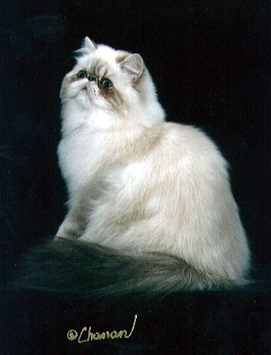 Himalayan Female Cat