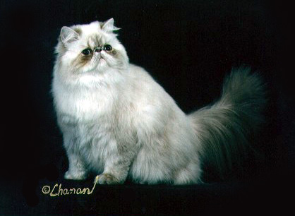 Blue Lynx Point Himalayan