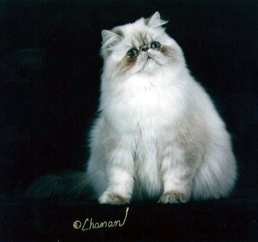 Blue Lynx Point Himalayan