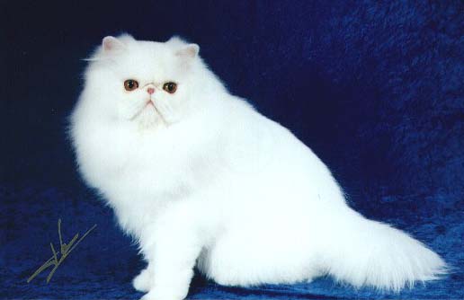 White Persian
