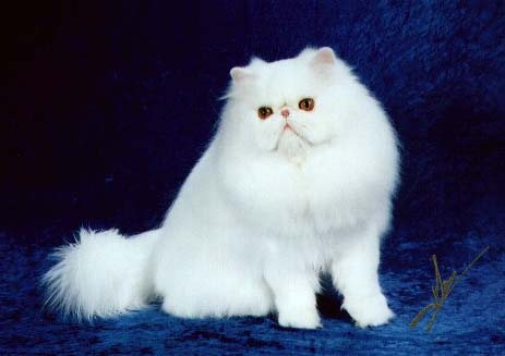White Persian
