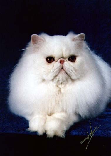 White Persian
