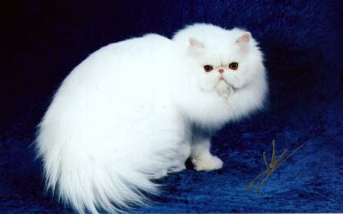 White Persian